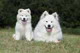 SAMOYEDE 056